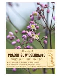 Sortenschild, Thalictrum rochebrunianum 'Elin'