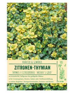 Sortenschild, Thymus x cit. 'Archer's Gold'