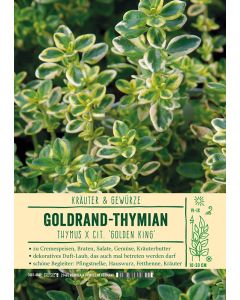Sortenschild, Thymus x cit. 'Golden King'