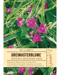 Sortenschild, Tradescantia Andersoniana-Hybride