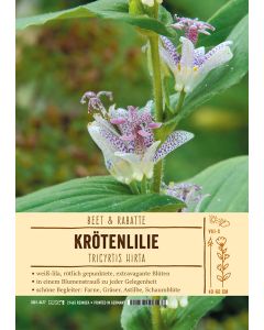 Sortenschild, Tricyrtis hirta