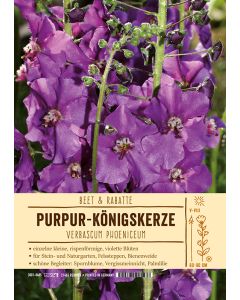 Sortenschild, Verbascum phoeniceum