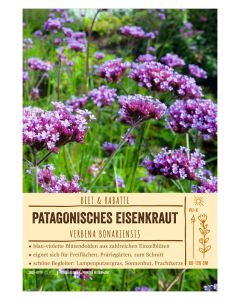 Sortenschild, Verbena bonariensis