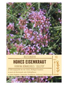 Sortenschild, Verbena bonariensis 'Lollipop'