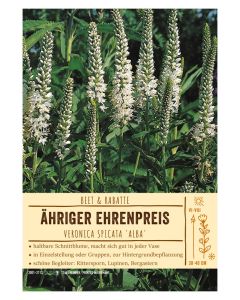 Sortenschild, Veronica spicata 'Alba'