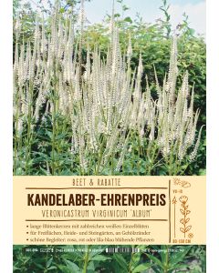 Sortenschild, Veronicastrum virginicum 'Album'