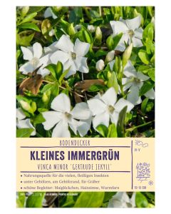 Sortenschild, Vinca minor 'Gertrude Jekyll'