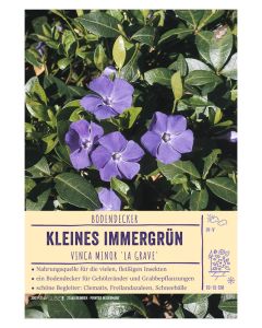 Sortenschild, Vinca minor 'La Grave'