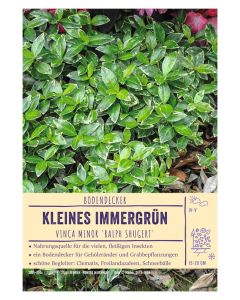 Sortenschild, Vinca minor 'Ralph Shugert'