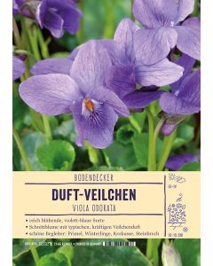 Sortenschild, Viola odorata