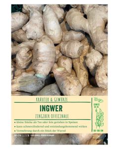 Sortenschild, Zingiber officinale