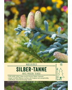 Sortenschild, Abies procera 'Glauca'