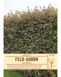 Sortenschild, Acer campestre