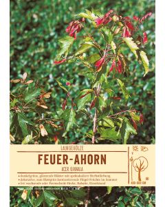 Sortenschild, Acer ginnala