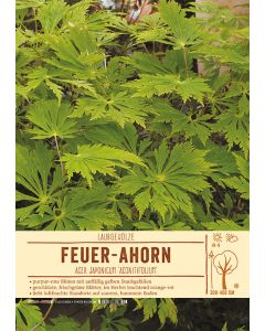 Sortenschild, Acer japonicum 'Aconitifolium'