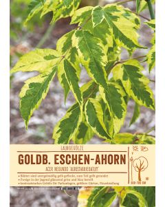 Sortenschild, Acer neg. 'Aureovariegatum'