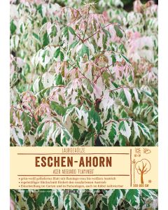 Sortenschild, Acer neg. 'Flamingo'