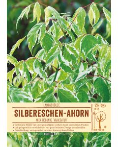 Sortenschild, Acer neg. 'Variegatum'