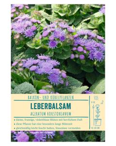 Sortenschild, Ageratum houstonianum