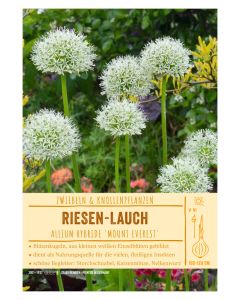 Sortenschild, Allium Hybride 'Mount Everest'