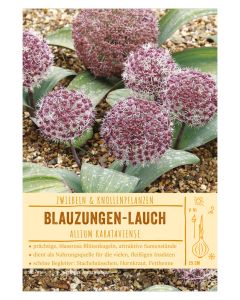Sortenschild, Allium karataviense