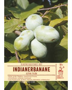 Sortenschild, Asimina triloba