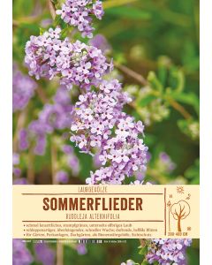 Sortenschild, Buddleja alternifolia