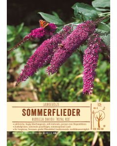 Sortenschild, Buddleja davidii 'Royal Red'