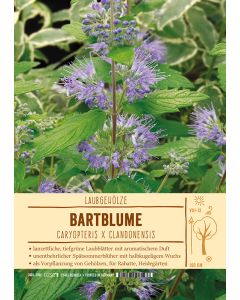 Sortenschild, Caryopteris x clandonensis