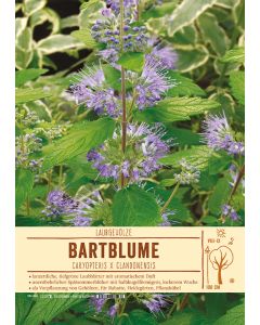 Sortenschild, Caryopteris x clandonensis