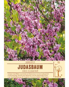 Sortenschild, Cercis siliquastrum