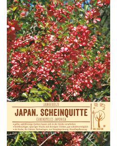 Sortenschild, Chaenomeles japonica
