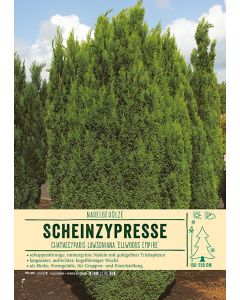 Sortenschild, Chamaecyparis lawsoniana 'Ellwoods Empire'