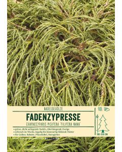 Sortenschild, Chamaecyparis pisifera 'Filifera Nana'