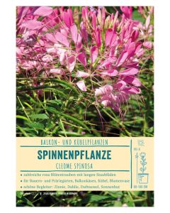 Sortenschild, Cleome spinosa