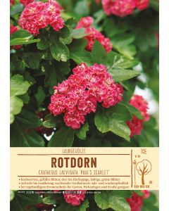 Sortenschild, Crataegus laevigata 'Paul's Scarlet'