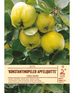 Sortenschild, Cydonia oblonga 'Konstantinopeler Apfelquitte'
