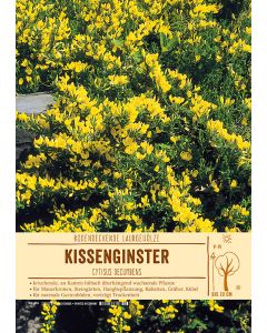 Sortenschild, Cytisus decumbens