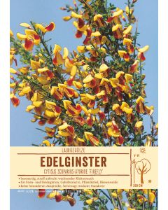 Sortenschild, Cytisus Scoparius-Hybride 'Firefly'