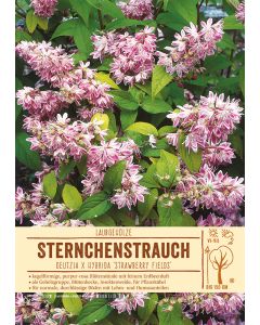 Sortenschild, Deutzia x hybrida 'Strawberry Fields'