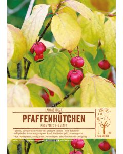Sortenschild, Euonymus planipes