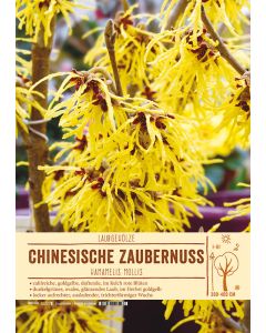 Sortenschild, Hamamelis mollis