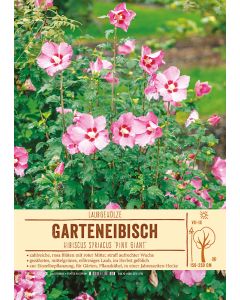 Sortenschild, Hibiscus syriacus 'Pink Giant'