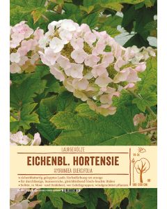 Sortenschild, Hydrangea quercifolia