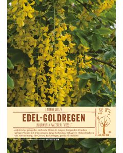 Sortenschild, Laburnum x watereri 'Vossii'
