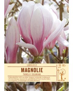 Sortenschild, Magnolia x soulangiana