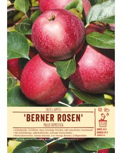 Sortenschild, Malus domestica 'Berner Rosen'