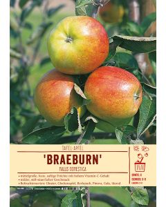 Sortenschild, Malus domestica 'Braeburn'