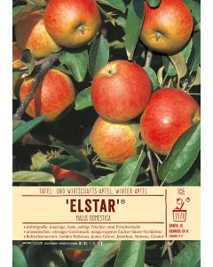 Sortenschild, Malus domestica 'Elstar'(R)