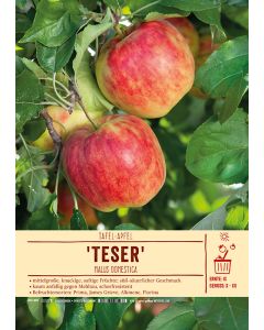 Sortenschild, Malus domestica 'Teser'